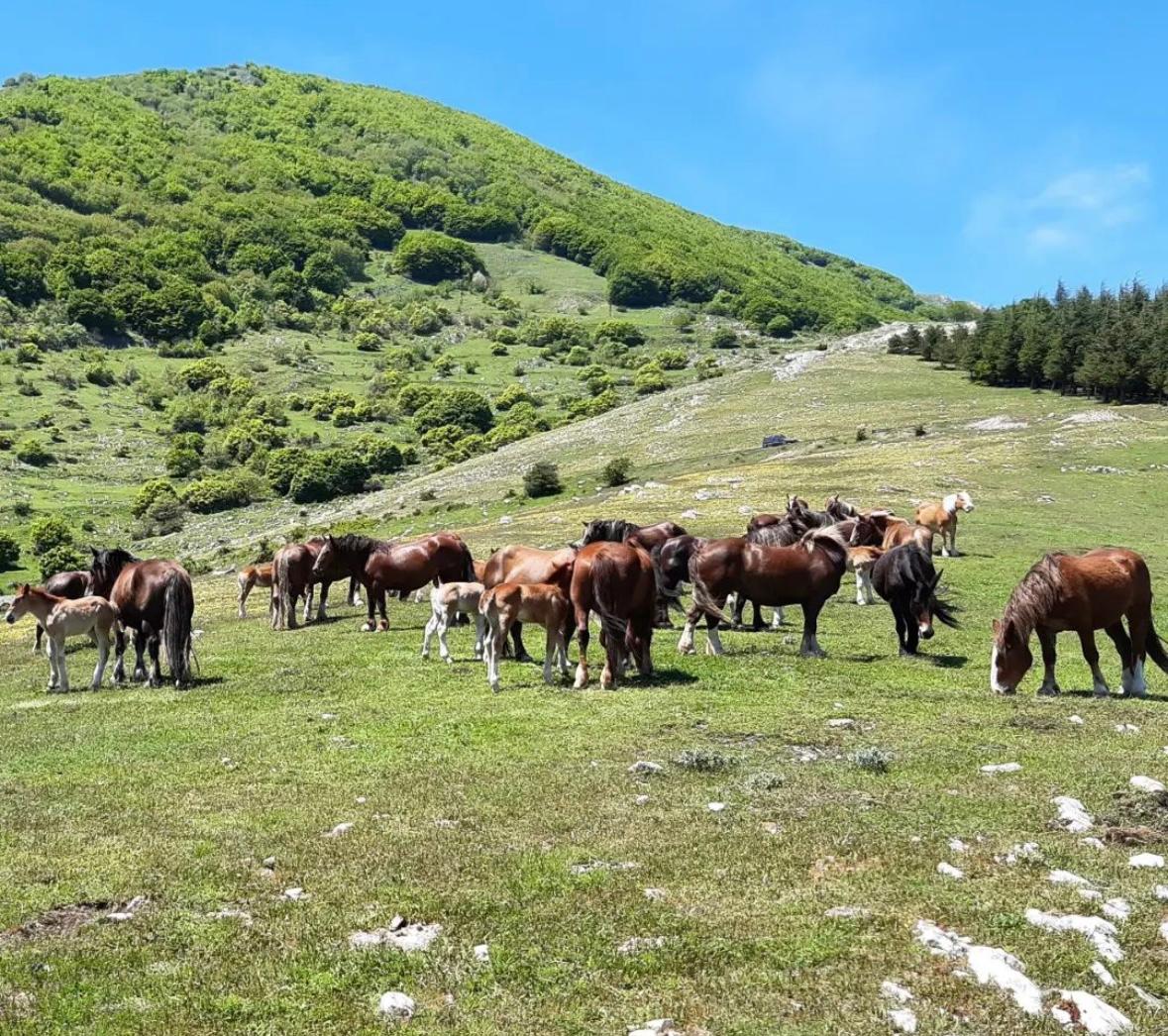 Assegnazione dei terreni montani per uso civico pascolivo - Annualità 2025